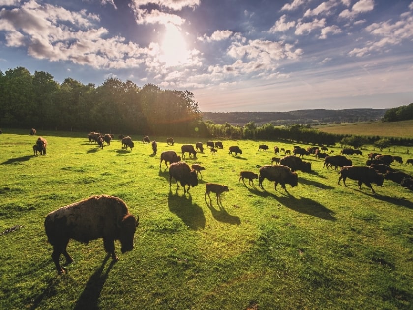 Rêve de bisons