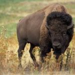 Rêve de bisons