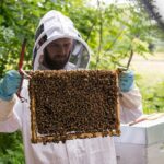 Découverte du monde des abeilles – Golf de Domont